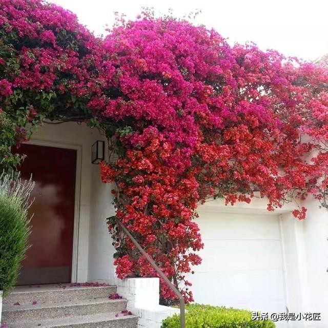适合阳台种植的爬藤植物都有哪些,家庭阳台种什么爬藤植物比较好