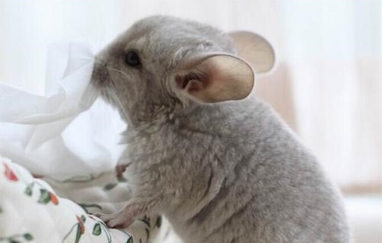 龙猫怎么养新手教程,龙猫饲养方法如何饲养龙猫