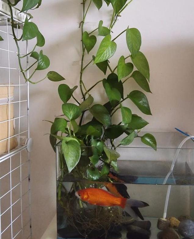 绿萝放鱼缸怎么养才能更旺盛,绿萝放在鱼缸里养怎么施肥