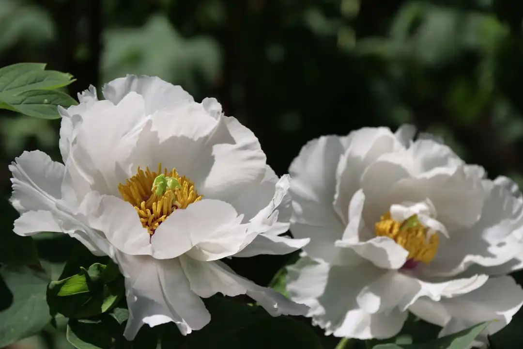 陆游春节的诗,陆游写的关于成都的诗