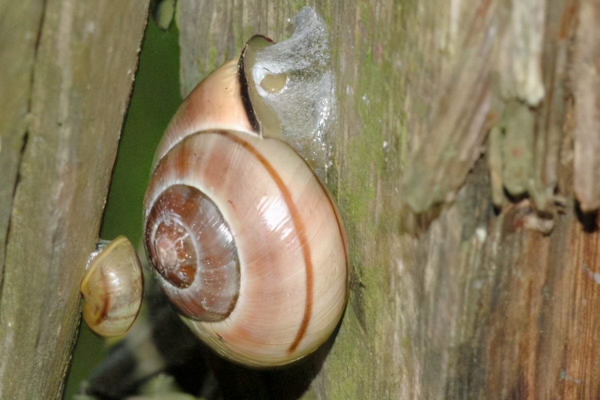 154只国际害虫！上海出现危险物种“森林葱蜗牛”玩具包裹问题大