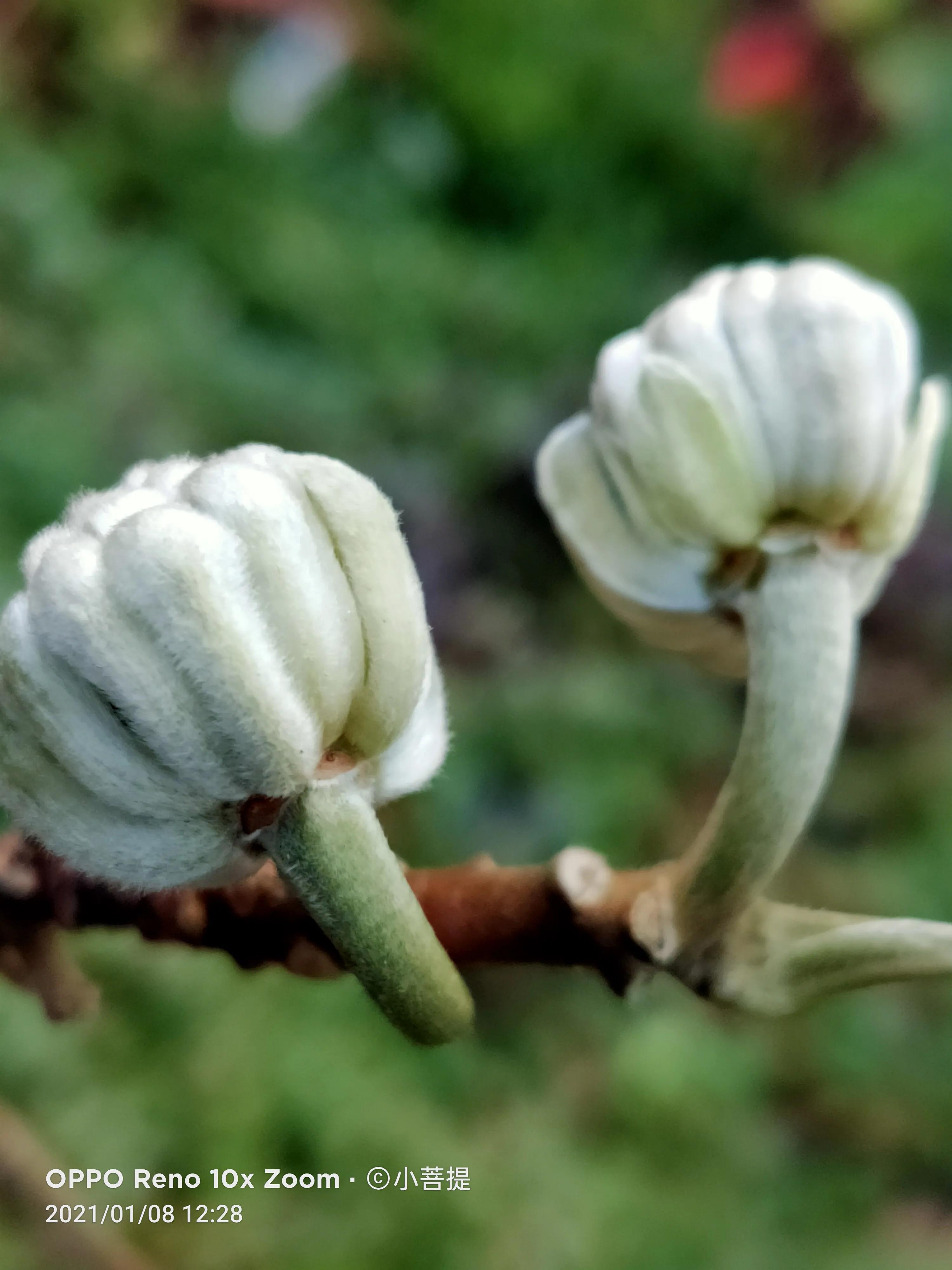 这就是爱情树，若在枝上打两个同向的结，就能得到甜蜜爱情和幸福