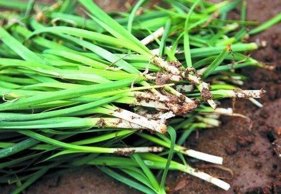 男性吃韭菜，能不能“助性”？营养师辟谣：韭菜成分并无特殊之处