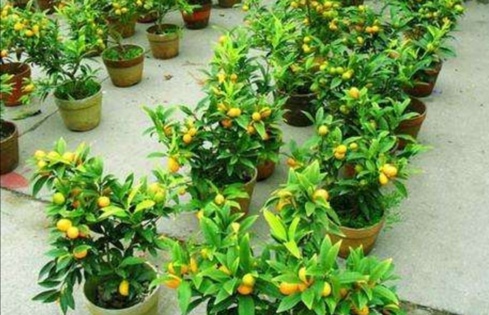 家庭养金桔施什么肥料,家庭养金桔的正确方法