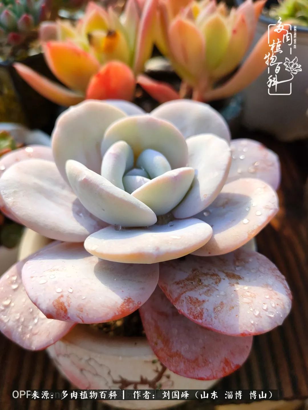 冬季室温20度以上多肉怎么养,贵的不一定就是好的便宜的