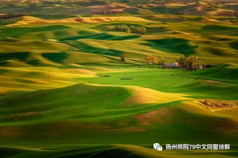 【老师去了,我每年来摩挲老师家的杨柳】