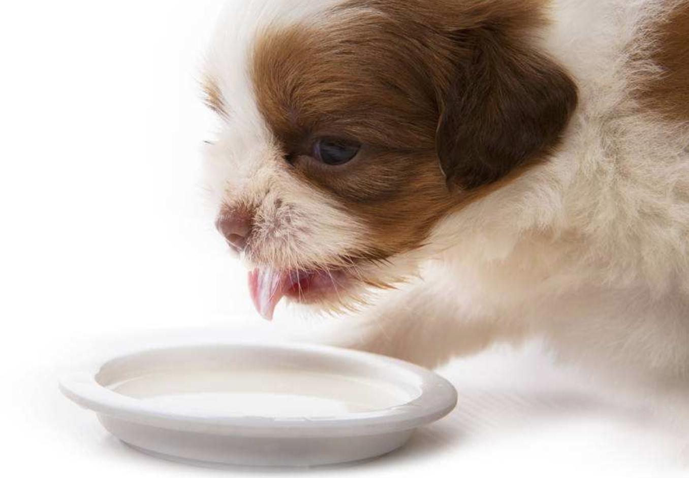 狗狗刚生完宝宝注意事项怎么护理,狗狗生宝宝需要准备些什么东西呢