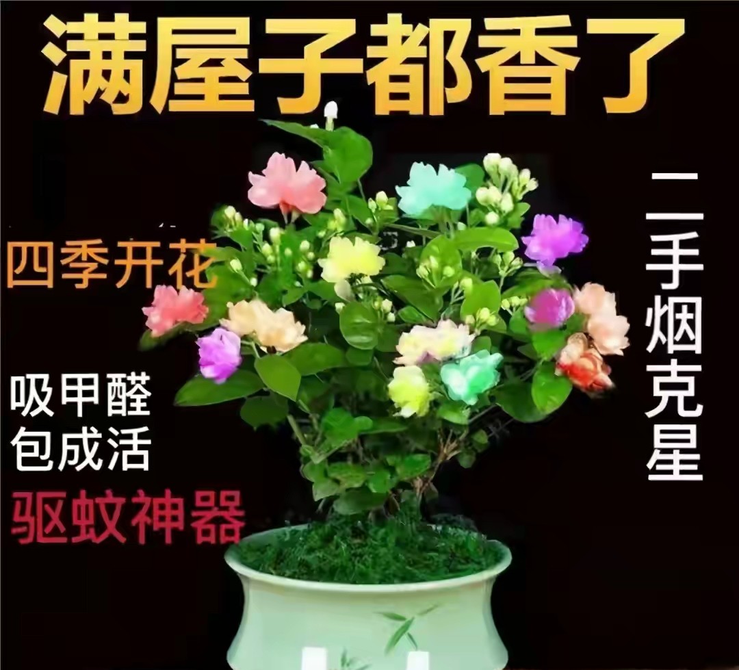 网店卖假苗木,在网上卖假苗木