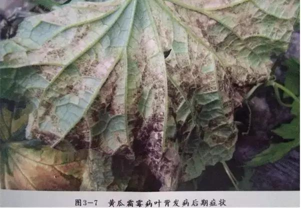 学会这一招,靶斑病不用愁,黄瓜“小黄点”轻松就搞定