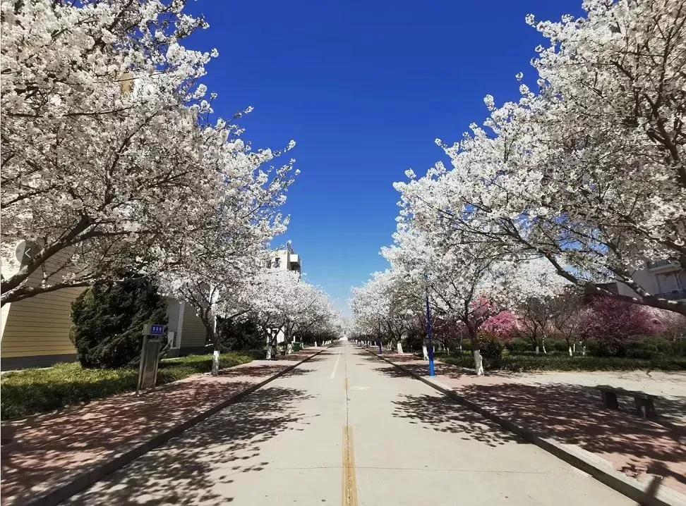 「豫•高考」依龙乡濮水，看腾跃凌云！这里是濮阳职业技术学院
