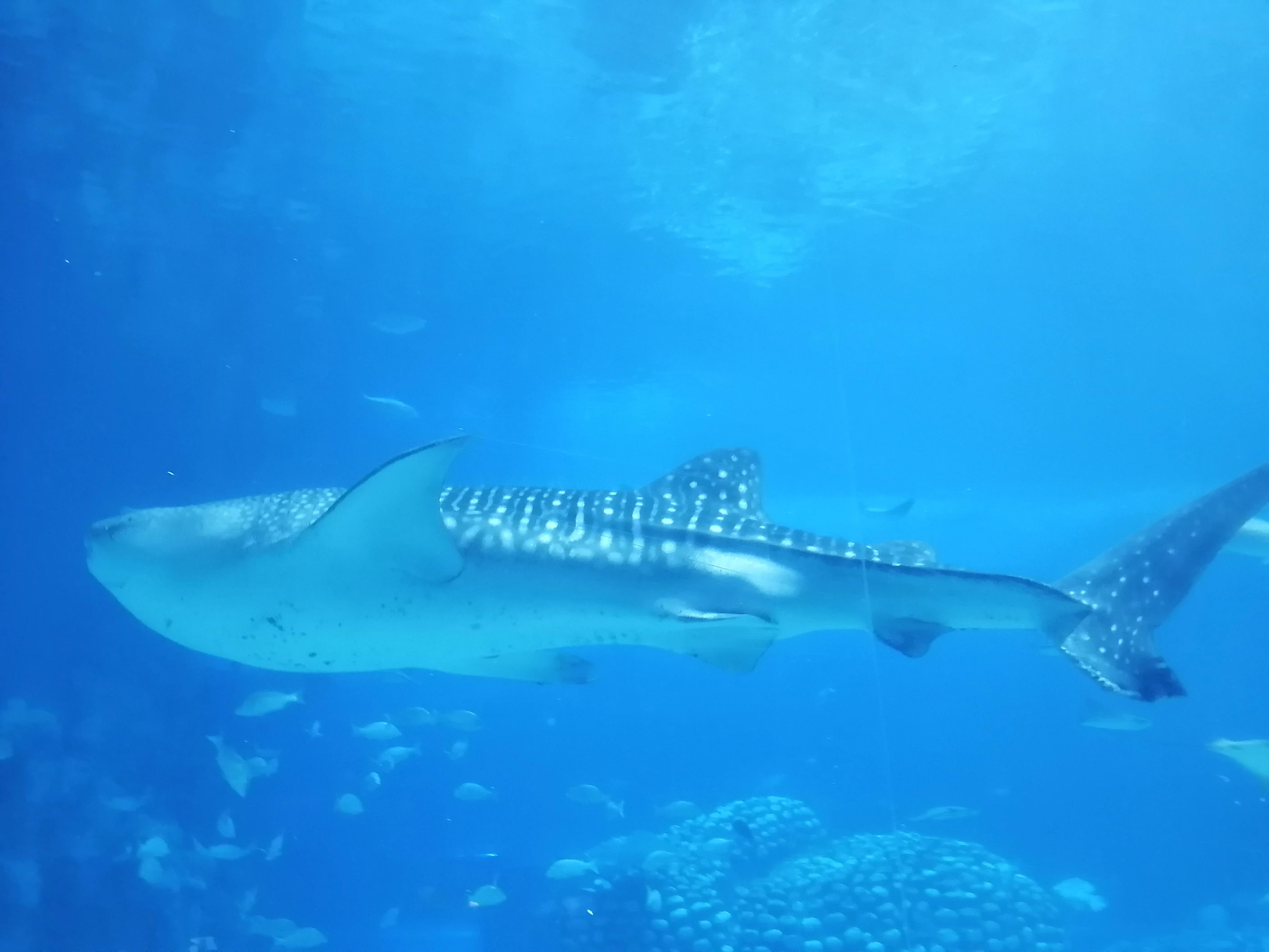 珠海长隆海洋王国夜宿鲸鲨馆,广州珠海长隆海洋王国鲸鲨馆
