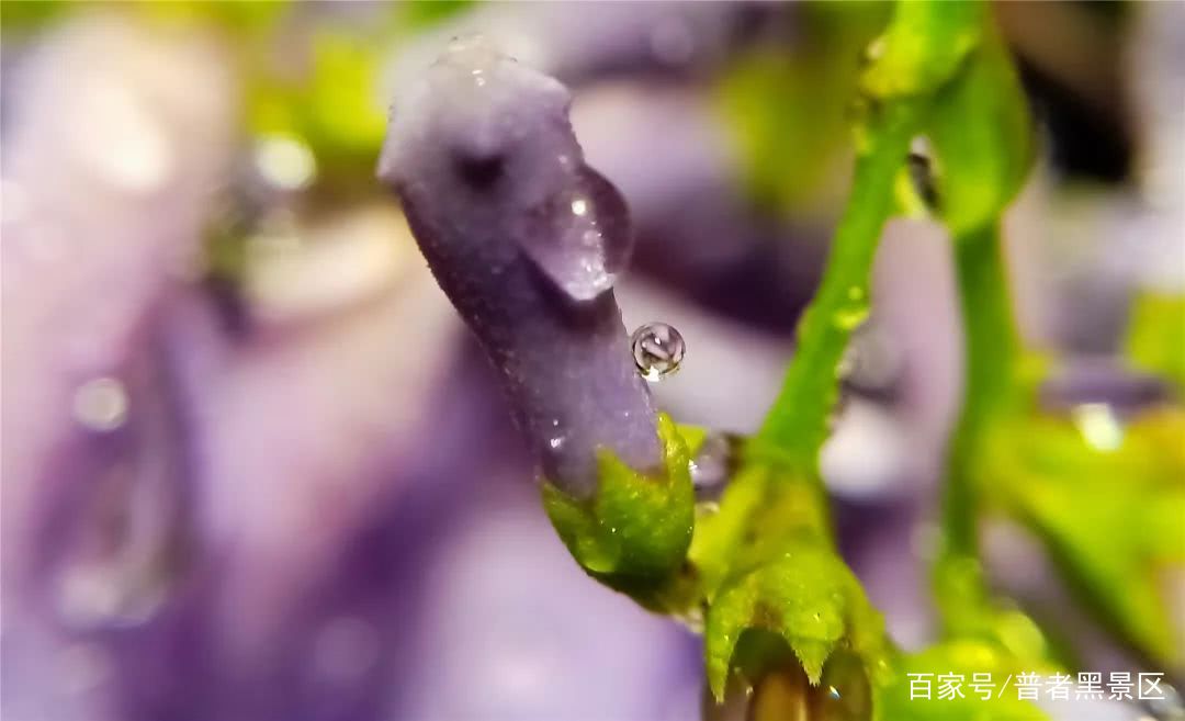 蓝花楹惊艳了初夏的那一抹紫,云南蓝花楹的紫色浪漫