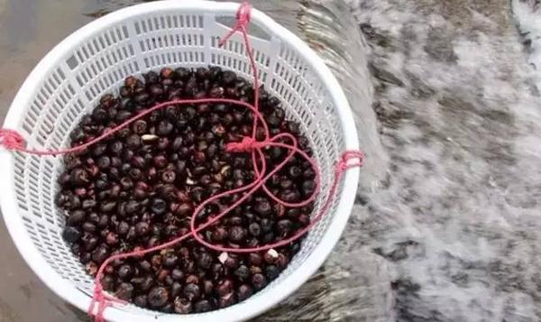 番禺正宗马蹄粉,番禺马蹄粉做法