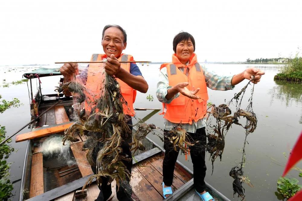 大纵湖大闸蟹价格表,大纵湖大闸蟹今日价格