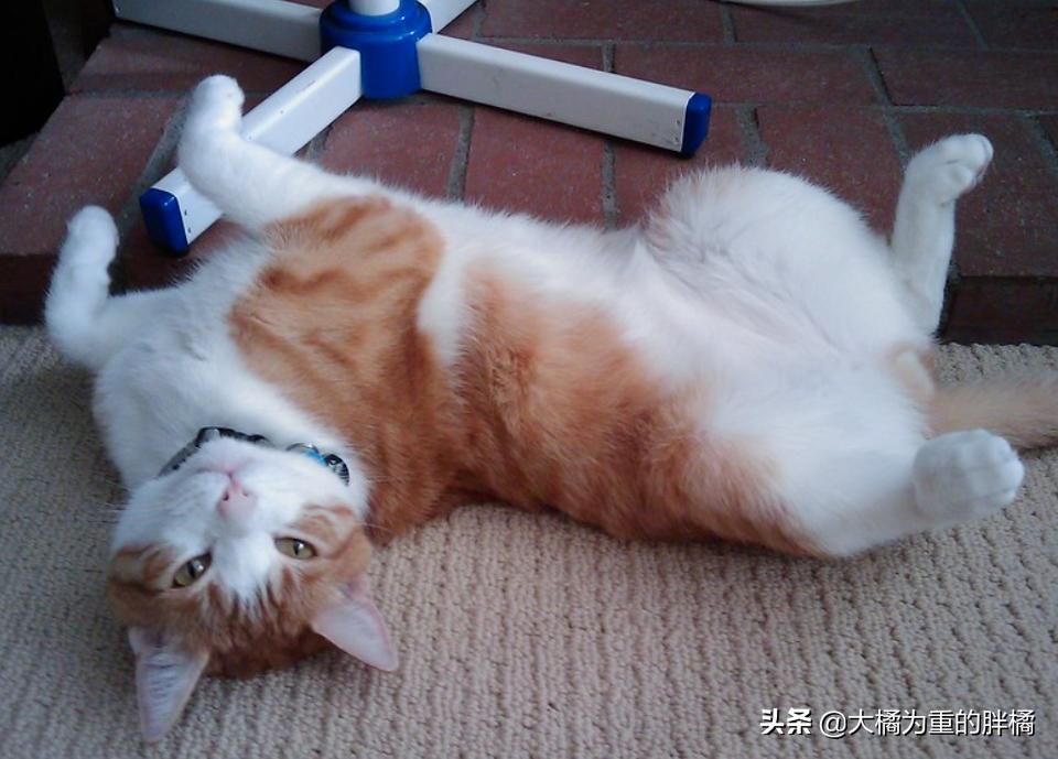 猫咪特别抵触喂东西,猫咪为什么会抵触猫窝