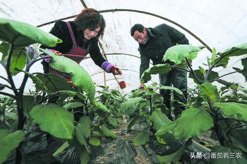 茄子僵果和畸形果是怎么造成的,茄子裂果是怎么回事该如何防治