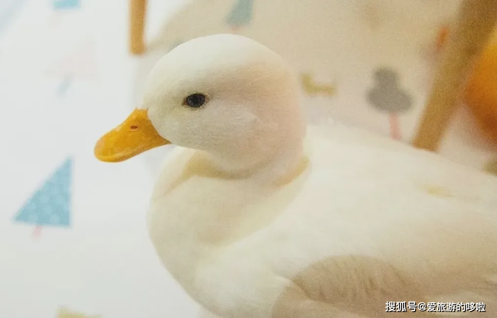 kfc鍏,kfc鍏鍜栧暋