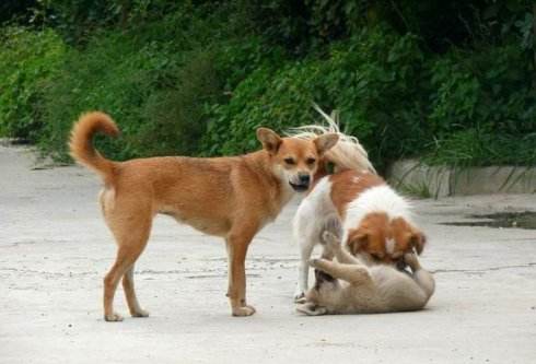 最通人性的狗民间故事,民间故事关于狗的民间故事