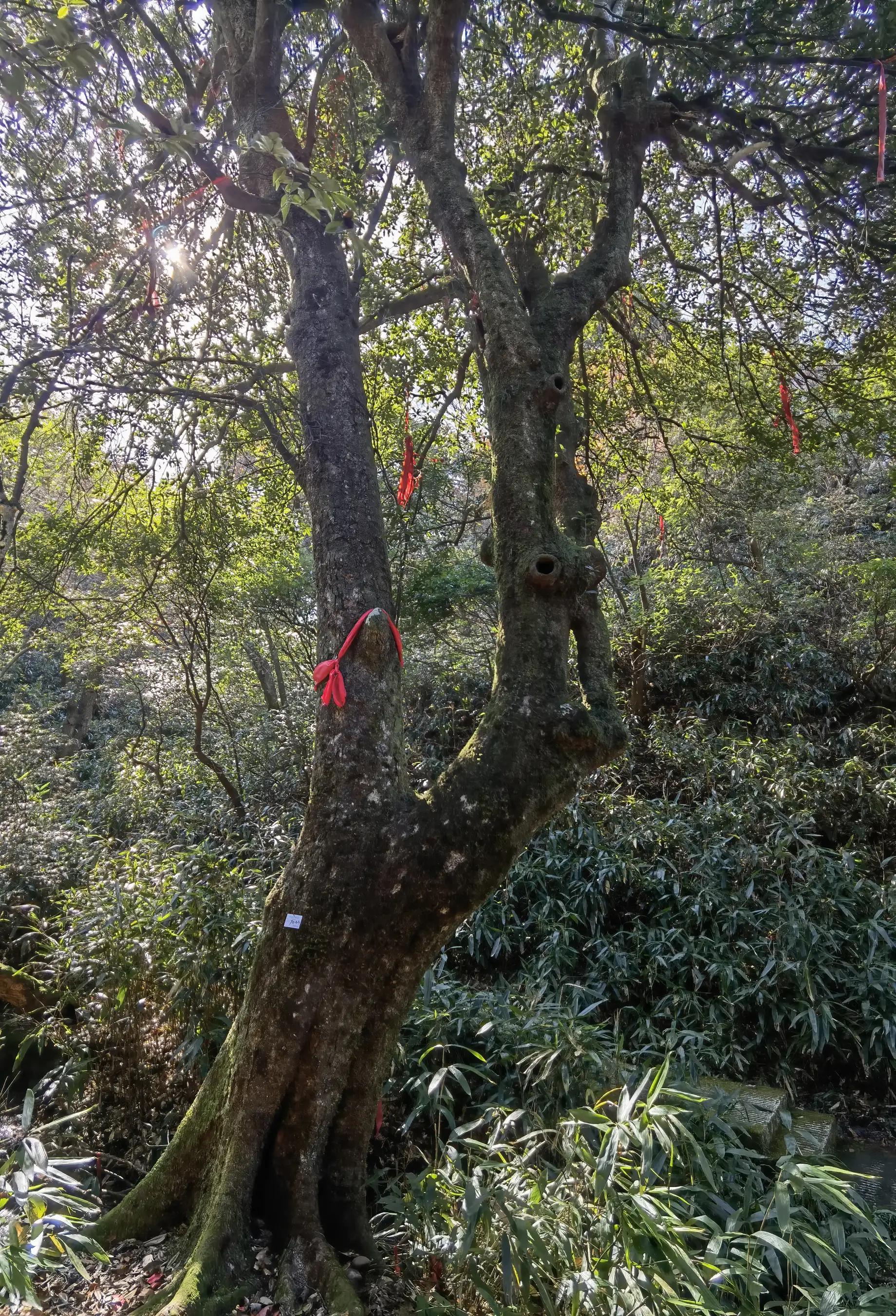 五岳独秀,五岳独秀图文