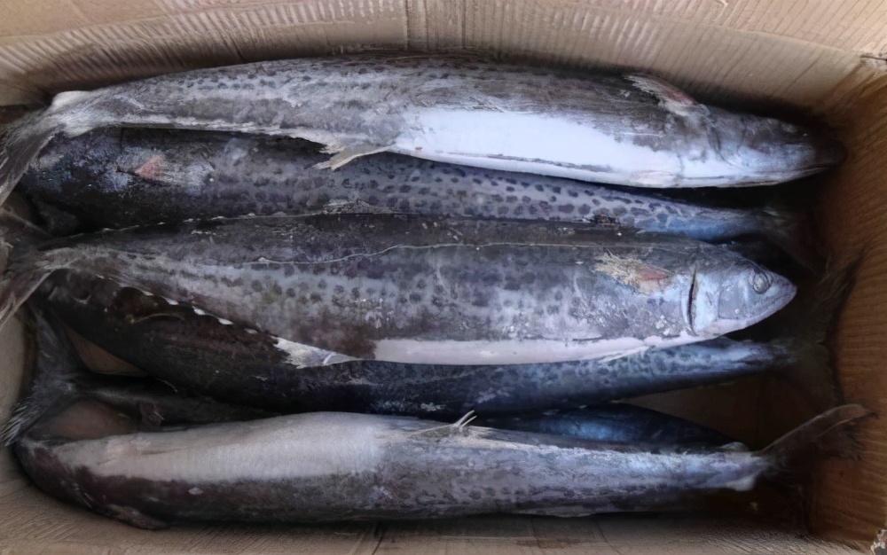 六种野生鱼不能人工养殖,怎样挑选野生鱼和养殖鱼