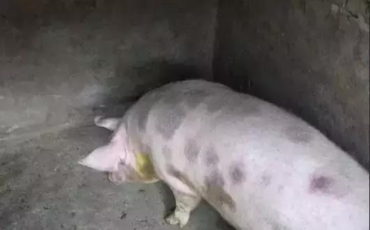 什么季节是猪丹毒发病最高峰,猪丹毒一年四季都有吗