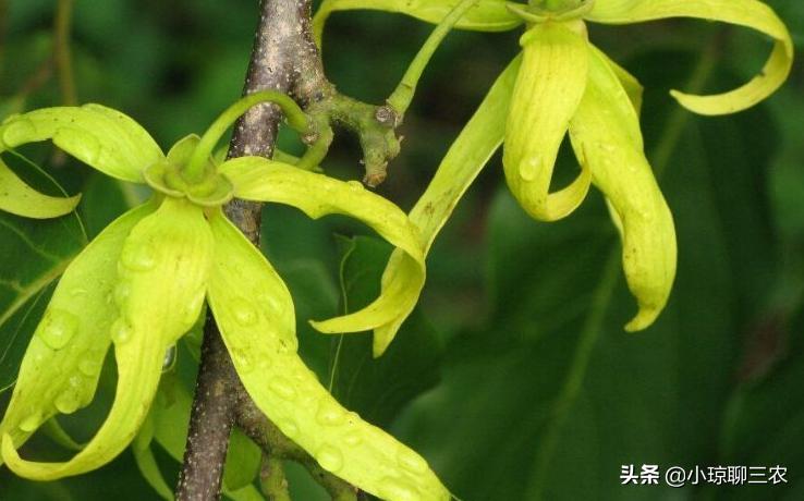 小琼聊三农：香水原产料，与您分享依兰花的种植小技巧及管理方法