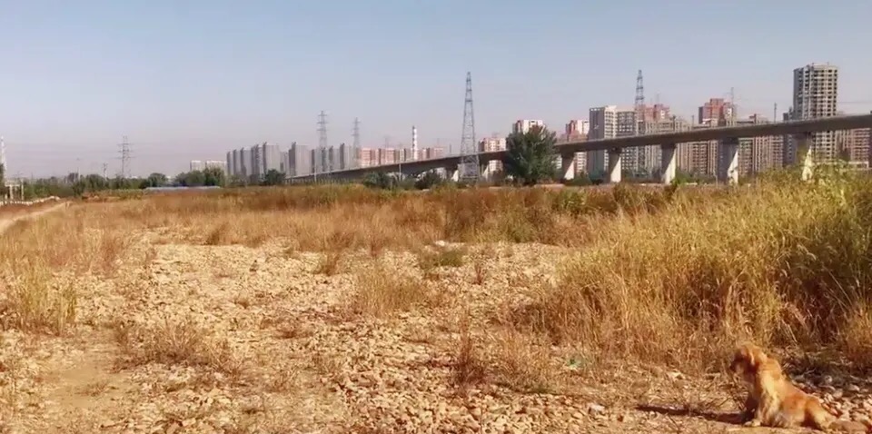 金毛大肚腹水后续,金毛腹水能活多久