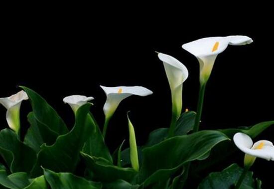 马蹄莲是土培还是水培,马蹄莲水培还是土培好养