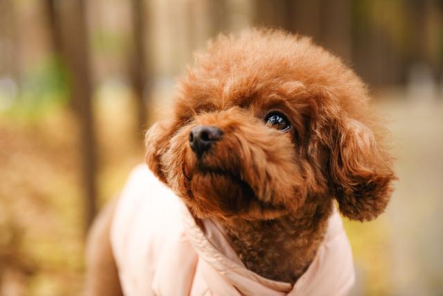 为什么泰迪犬不建议养,养泰迪犬的六大坏处