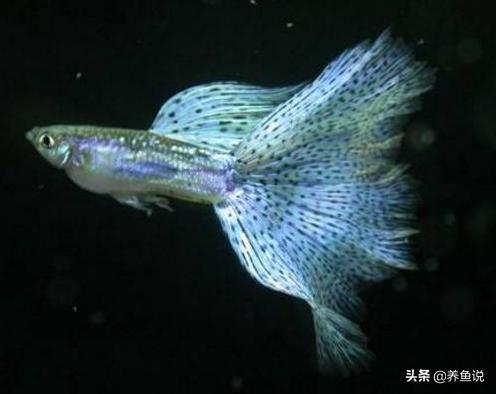 50*30*35的鱼缸养孔雀鱼用什么过滤,下过滤鱼缸怎么养孔雀鱼