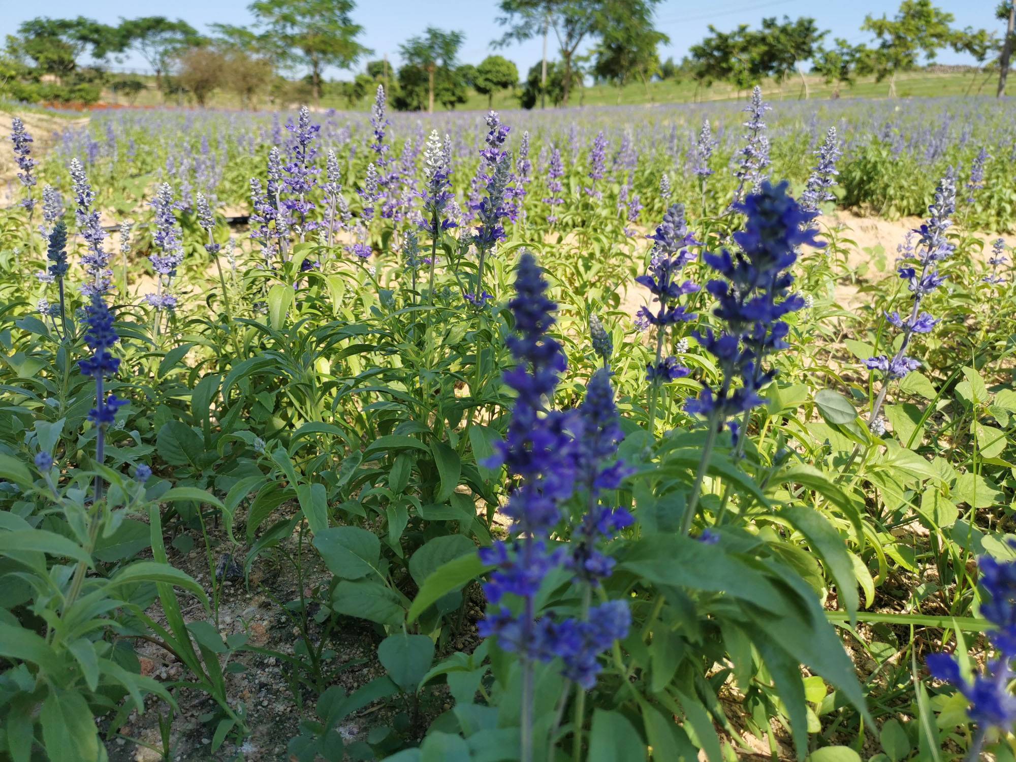 花果山芳香小镇,广州花果山芳香小镇门票多少