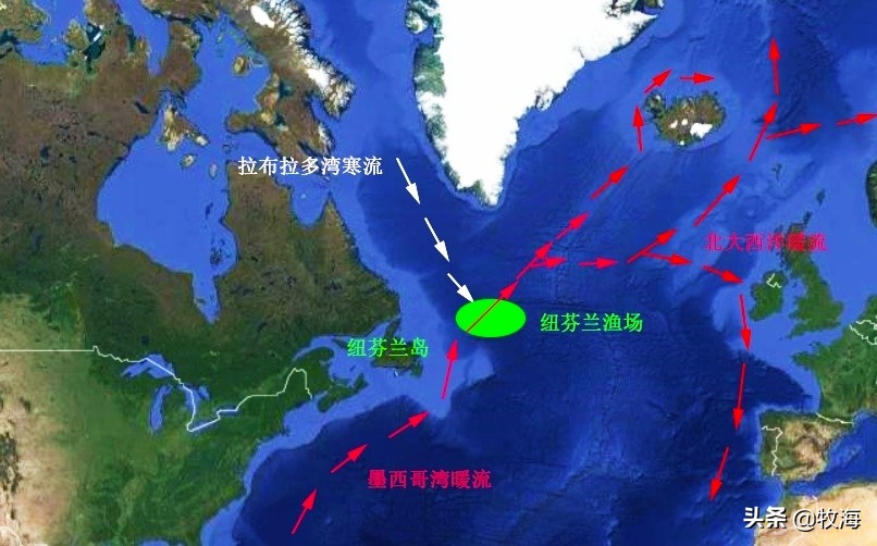 蓝鳍金枪鱼拍出天价,天价蓝鳍金枪鱼切割全过程