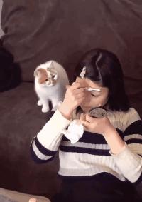 猫咪那些小心思图鉴,坏心眼猫咪合集