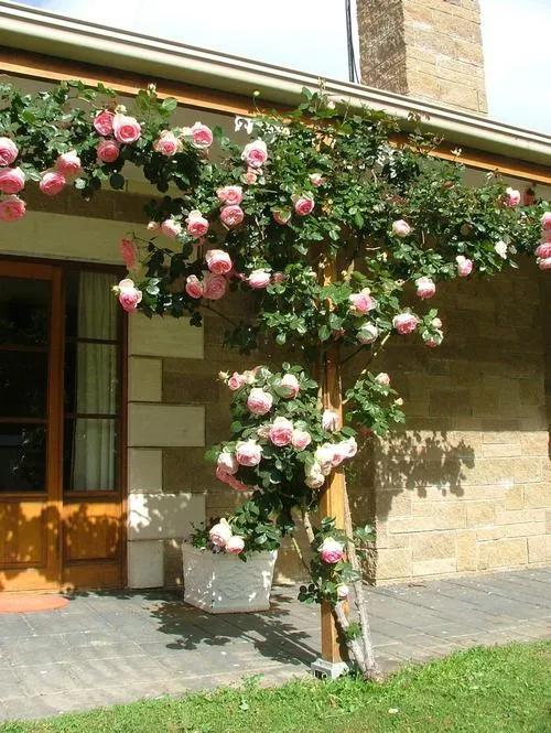 100种月季经典品种,100种经典月季品种