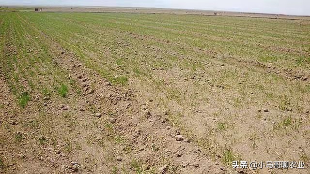 农民购买种子化肥注意事项,农民购买种子应注意问题