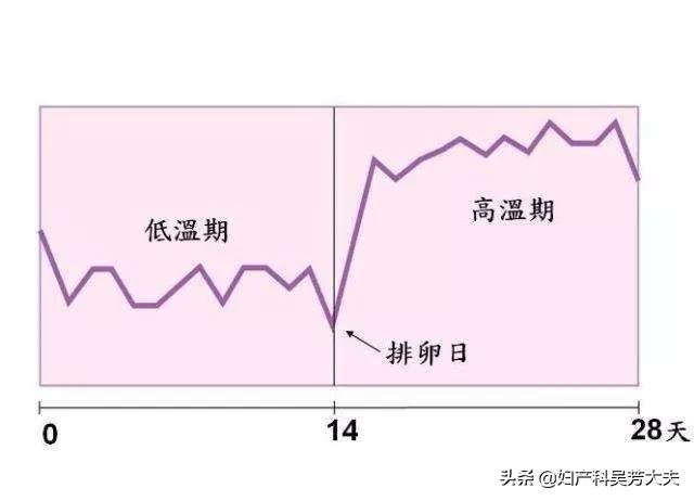教你怎样掌握妇女的排卵时间,知道是否排卵最简单的方法