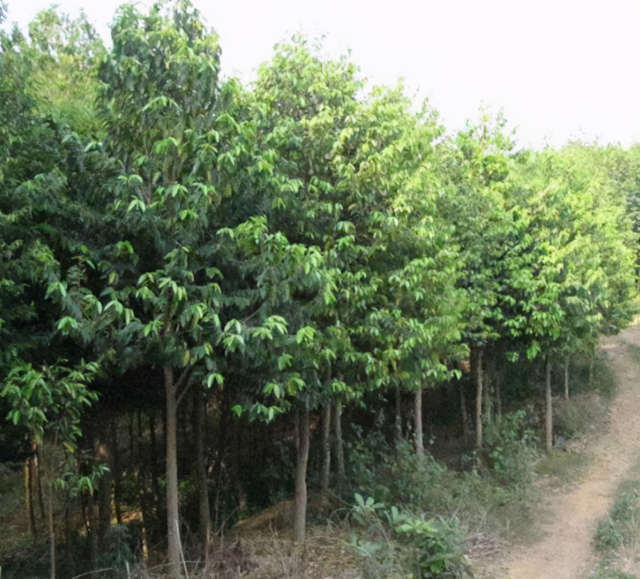 此物便是沉香树,牢记面貌,如若遇见,好好保护,实在太珍贵了