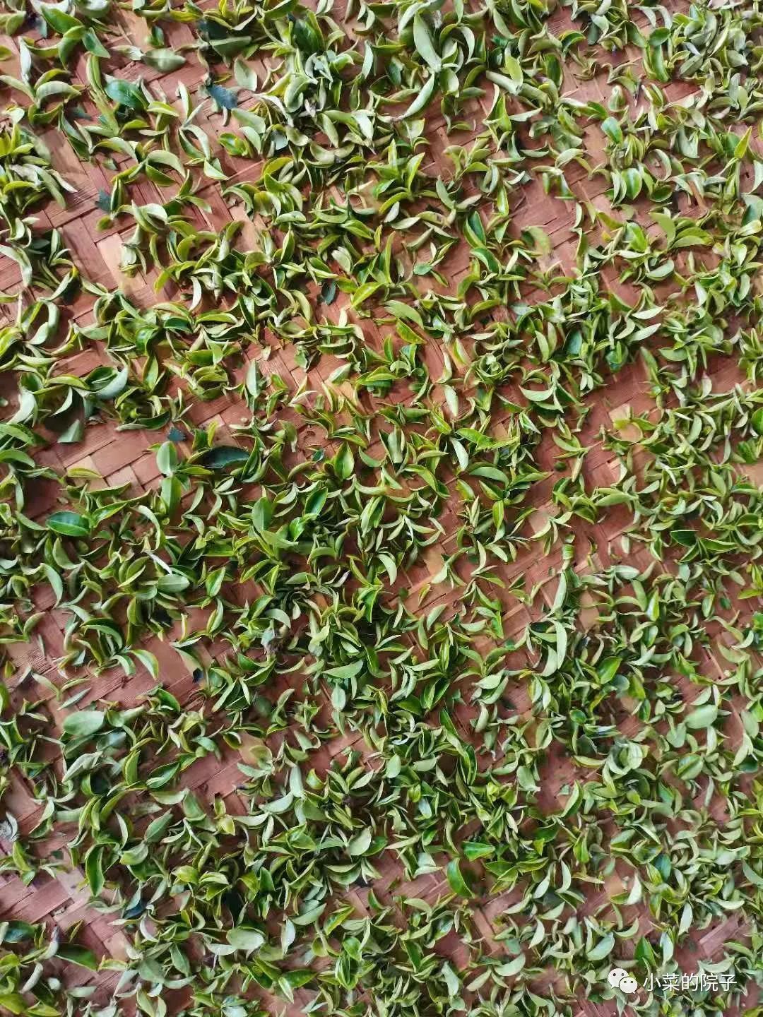 不如吃茶去林清玄读后感,不如吃茶去林清玄朗诵合拍