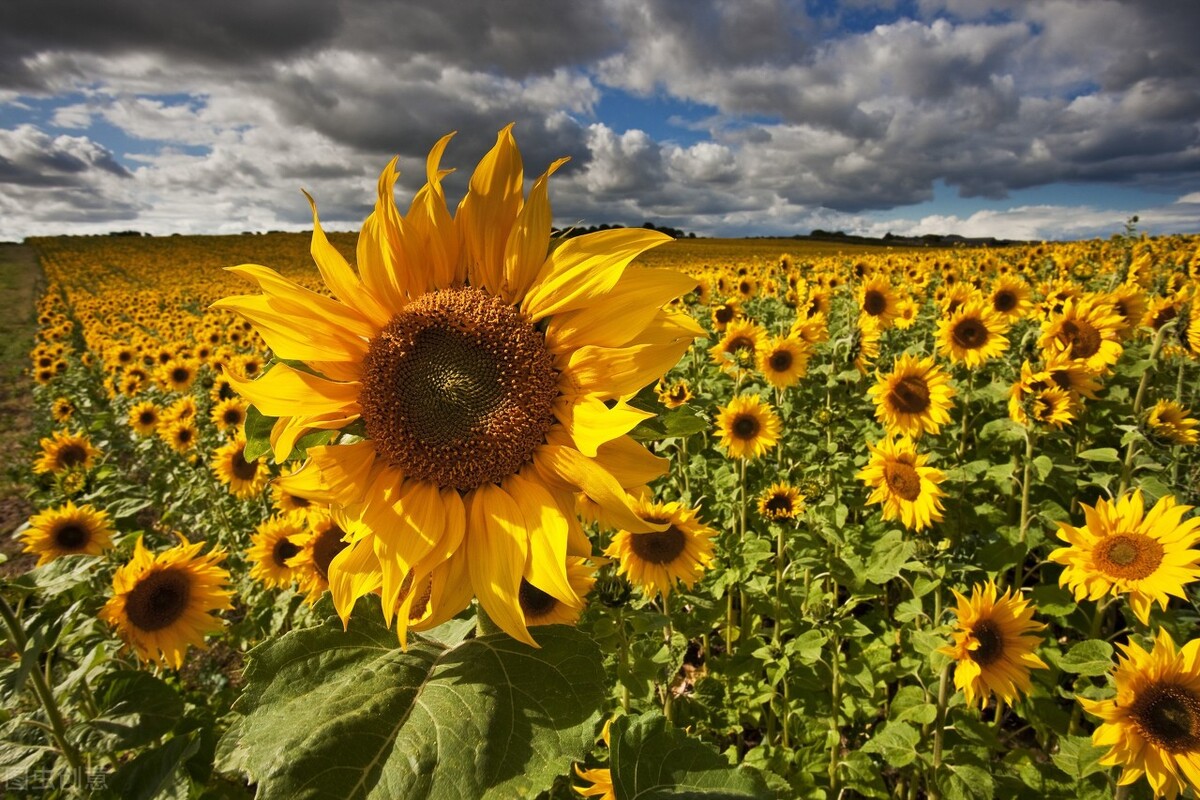今日竞彩足球晚场推荐,竞彩足球早场比分实单推荐