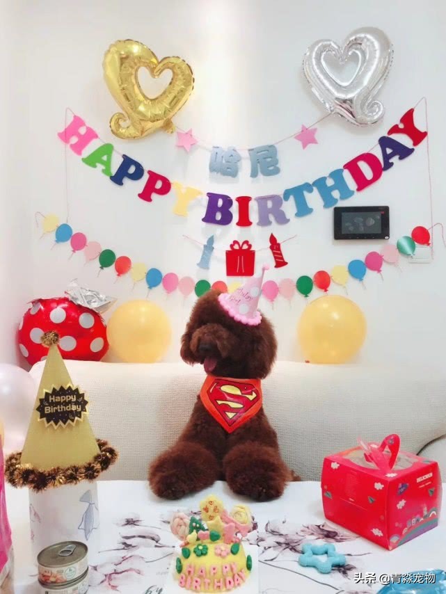 泰迪最后两颗牙齿牙结石怎么去,泰迪狗牙结石严重能吃什么啊