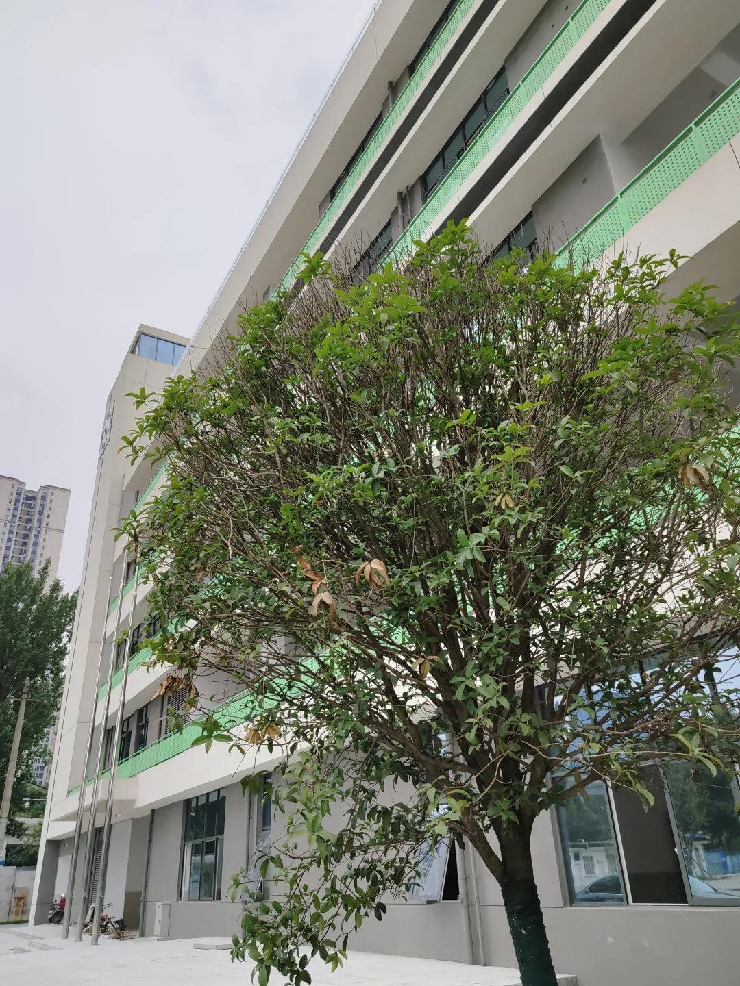 美呆~金牛又一小学校，改扩建完成！