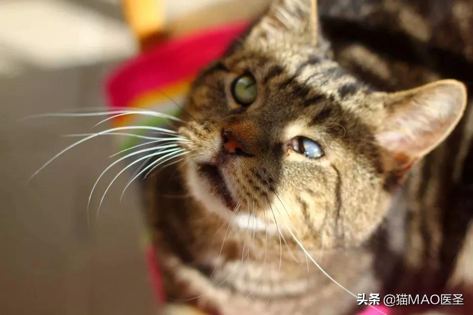 猫视力不好怎么办,猫视力差