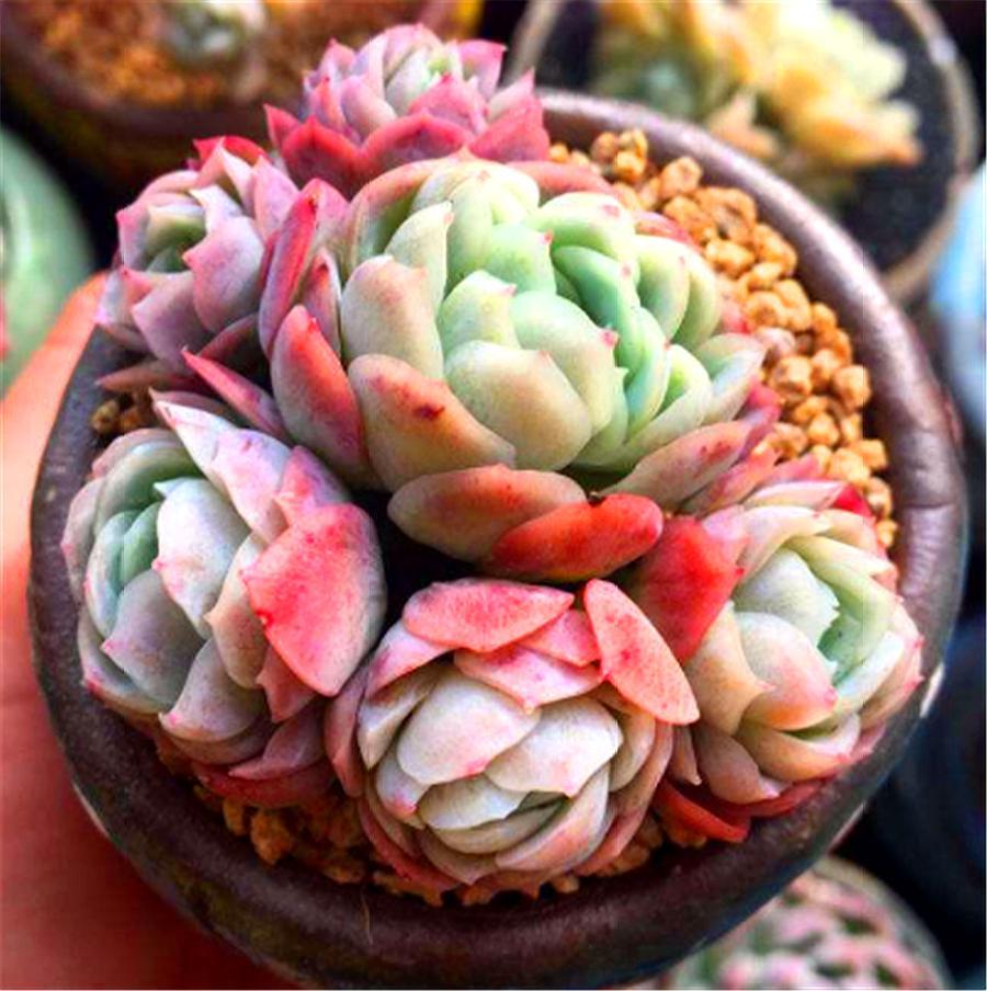 最有仙气的多肉冰梅,夏季养护“3不要”,学会了轻松度夏颜色美