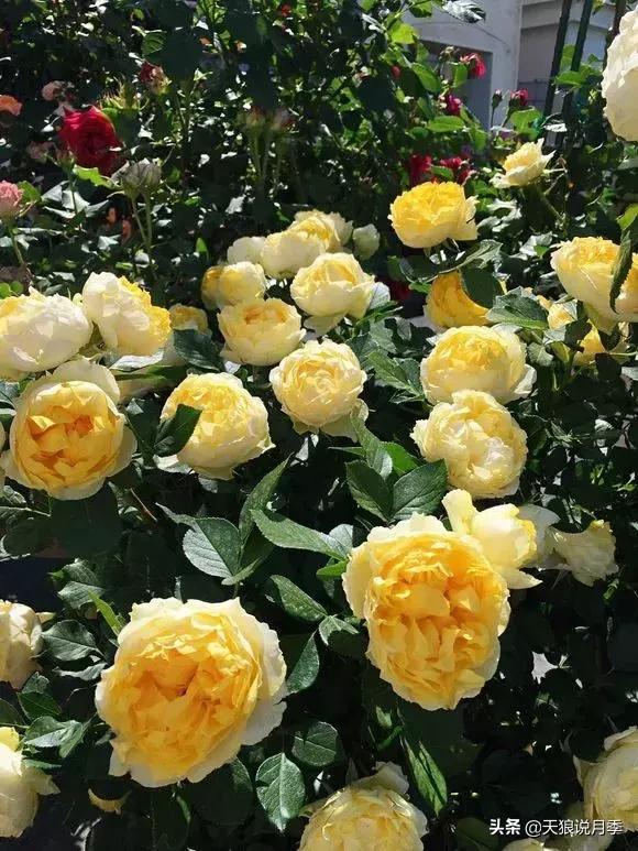 露台打造花海,她用10年改造庭院