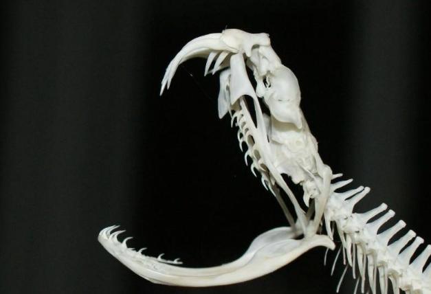 中国发现最大的蛇到底有多大,世界上最大的蛇究竟有多大