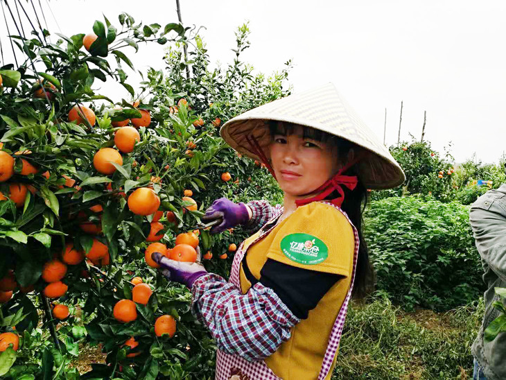 云南武鸣沃柑什么时间好吃,武鸣沃柑和武鸣茂柑哪个好吃