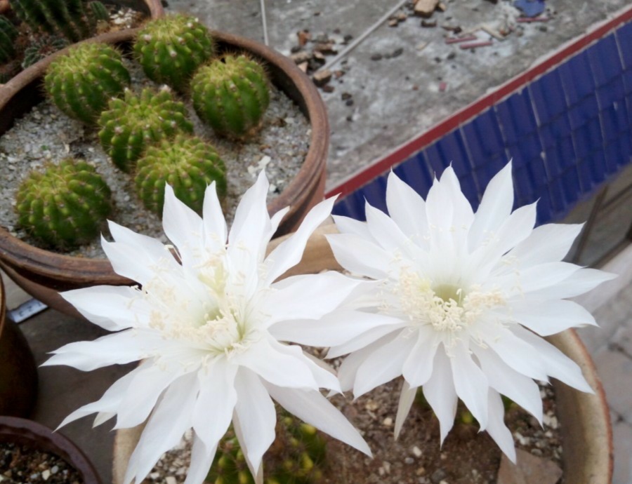 “常年丑貌君不问，一日花红万户惊”——仙人掌的产地及精品赏析