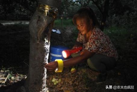 金蝉为什么要爬树上脱壳,金蝉晚上都在什么地方出来