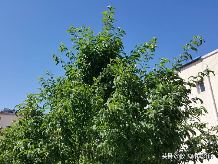 2020三星s6,以前的三星手机s6