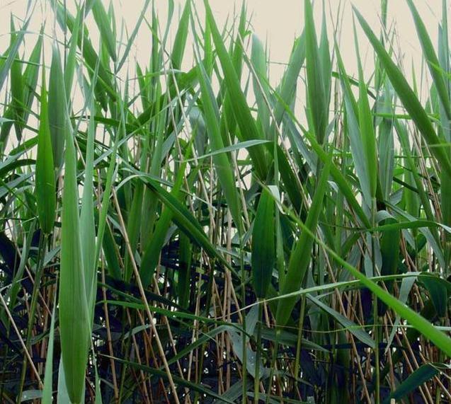 科普端午节和吃粽子的由来,端午粽百科